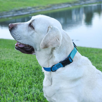 Dogline Biothane Waterproof Dog Collar with Quick Release Buckle Strong Coated Nylon Webbing with Odor- Proof for Easy Care Easy to Clean Fits Small Medium or Large Dogs, Dogline Blue 3/4" W 12-19" L