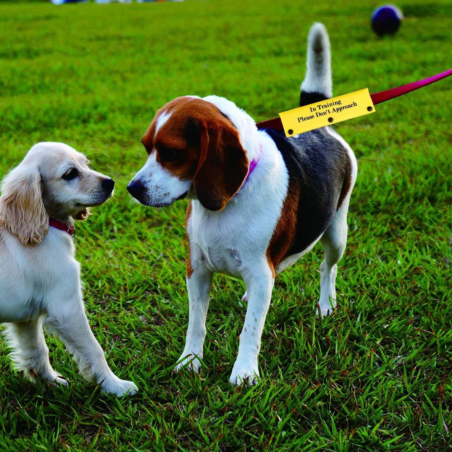 Funny Dog Leash Sleeve in Training Please Don't Approach Dog Leash Wrap Wrap Alert Hanging ID Patch Tag (Don't Approach-YE Sleeve)