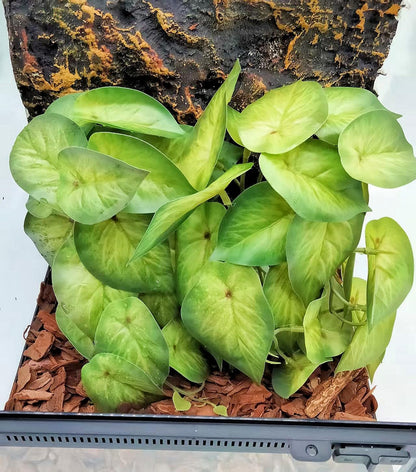 Reptile Plants for Terrarium Decor, Amphibian Habitat Decor, Snake Tank Accessories, Artificial Hanging Plants with Suction Cup-2 Packs (Arrowhead)