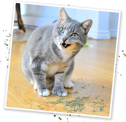 Meowijuana Purrple Passion - Premium Silvervine and Catnip Blend - Purrfect Gift For Cats, Kitties, Felines, and Cat Lovers