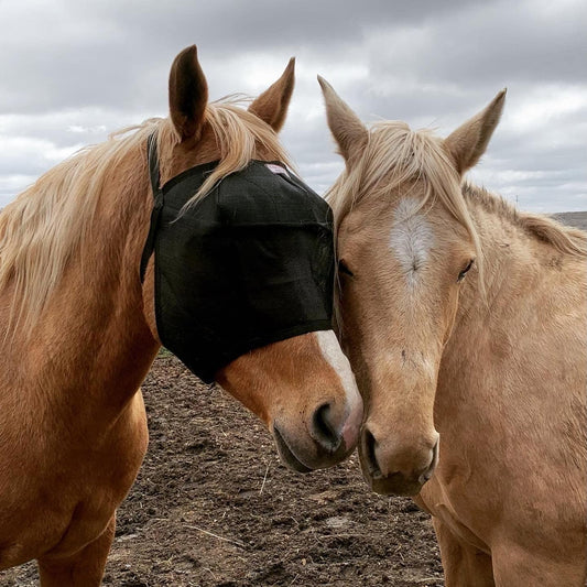 EquiVizor 95% UV Eye Protection (COB) Standard Horse Fly Mask - Help with Uveitis, Corneal Ulcer, Light Sensitivity. Designed to Stay On Your Horse, Off The Ground.