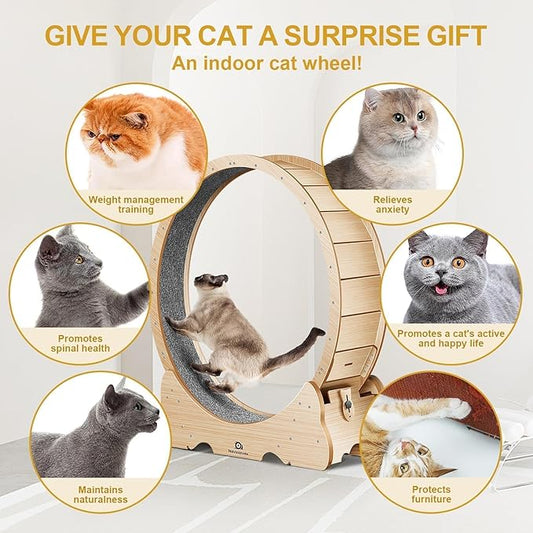 Cat Wheel, 48" XL Large Cat Treadmill for Indoor Pets, Cats Exercise Running Wheel with Detachable Carpet, Quiet and Sturdy, Suitable for Most Cats Running/Walking/Training