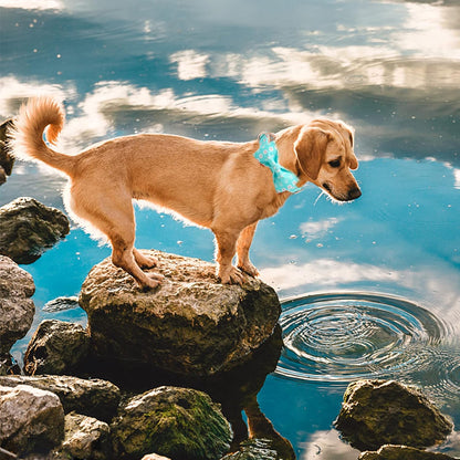 Elegant Little Tail Dog Collar with Bow, Summer Cute Bowtie Collar for Small to Large Dogs