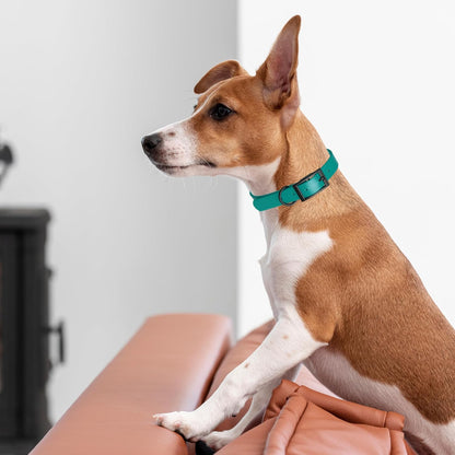 Dogline Biothane Waterproof Dog Collar Strong Coated Nylon Webbing with Black Hardware Odor- Proof for Easy Care Easy to Clean High Performance Fits Small Medium or Large Dogs, Blue Aqua