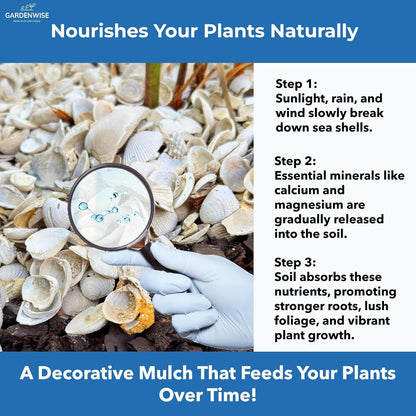 Natural Organic Sea Shell Mulch for Gardens and Landscaping – Decorative and Nutrient-Rich, 0.5–3-Inch Shells, Perfect for Indoor and Outdoor Use (0.2 CF - 4.8 L - 5 QTS)