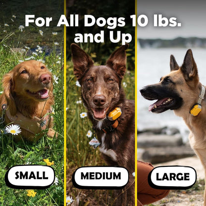 Dogtra CUE Yellow – E-Collar for Dogs Training Collar with Remote – Training Made Easy for Everyday Dog Owners – Gentle Vibration, Custom Boost, Waterproof, Rechargeable, 400-Yard Range System