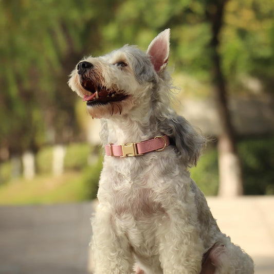 PET ARTIST Soft PU Leather Dog Collar, Bright & Classic Pink Dog Collar with Quick Release Rose Metal Buckle, Adjustable Nylon Padded Durable Pet Collars for Medium Dogs Girl, Neck Fit 13-19"