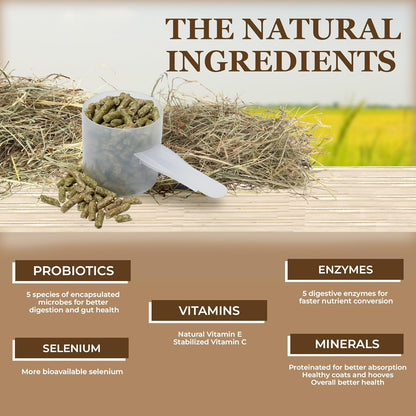 Equerry's Economy Equine Supplement - Horse Probiotics | Supplement for Horses | Horse Vitamins and Minerals Supplement with Enzymes and Selenium, 10lb