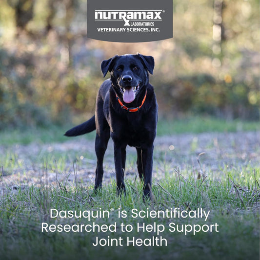 Nutramax Dasuquin for Large Dogs, Joint Health Supplement, Contains Glucosamine for Dogs, Plus Chondroitin, ASU and More, Supports Healthy Joints, Soft Chews, 150 Count