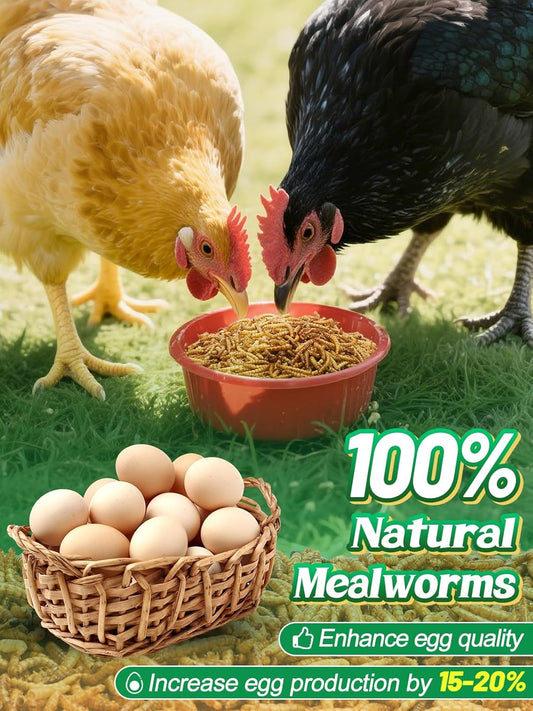 Mealworms Chicken Treats 3 Lbs with Handle Packing, High-Protein Promote Egg Production, Natural Chicken Feed for Laying Hens Wild Birds Ducks