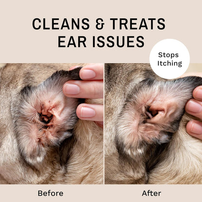 Eye Envy Fresh Ear Cleaning Wipes for Dogs. Made in The USA from Natural Ingredients. Unscented. Prevents Infections. Safe and Non-Irritating. Removes Dirt, Debris, and Wax buildup. 60 Count.