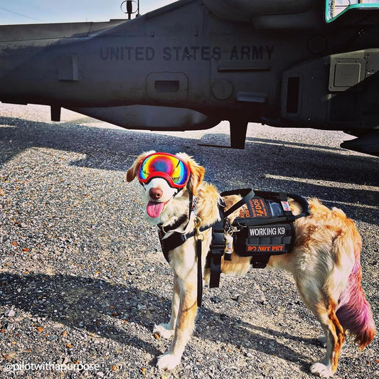 OneTigris Service Dog Vest Harness, Service Dog Cape Guardian Dog Backpack Harness with Pouches Dog Saddle Bag for Small Medium and Large Dogs (Black, Large)