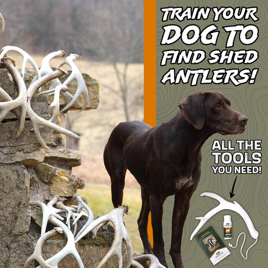 DogBone Shed Hunting Dog Training Kit â Train Your Puppy to Find Deer Antlers - Includes 2 oz Scent for Nosework & Flexible Floating Dummy for Retrieving - Perfect for Whitetail Hunters