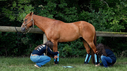 Warrior Fly Boots for Horses - Breathable Mesh Horse Boots for Fly Protection & Leg Comfort - Set of 4 (Knight Warrior, Purple)