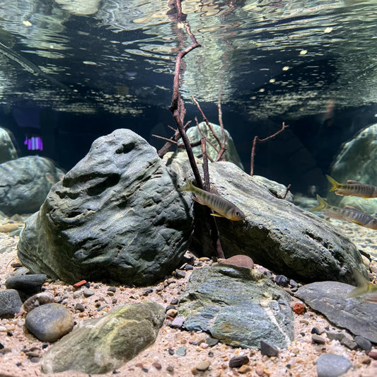 Aquarium Decor River Rock Decorative Stones Fish Tank Rocks Aquarium Landscapes 20LB Decoration Stone for Aquariums Aquascaping Terrariums,Paludariums,and Gardens(4-9inch / 4PCS)