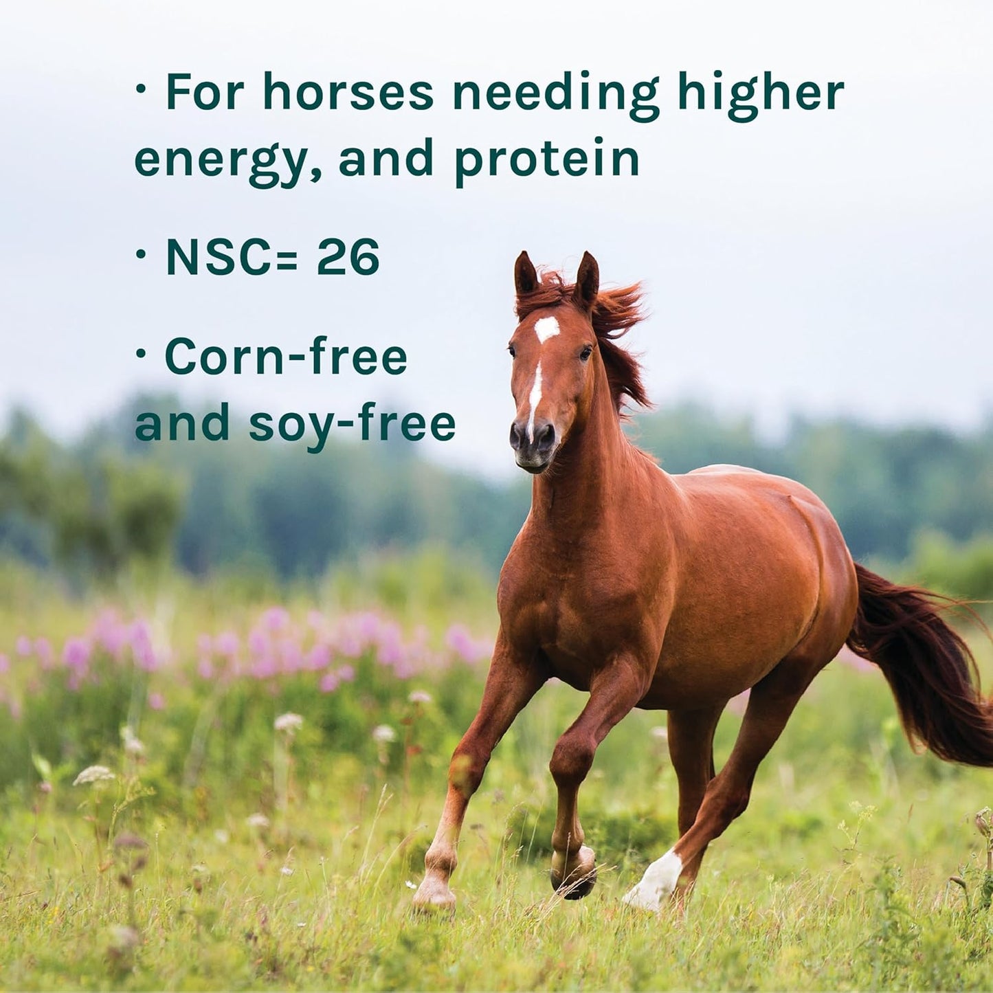 New Country Organics | Elite Horse Feed for Horses Under The Stresses of Competition and Travel | Corn-Free and Soy-Free | 14% Protein | Certified Organic and Non-GMO | Grain & Oats Feeder 40 lbs