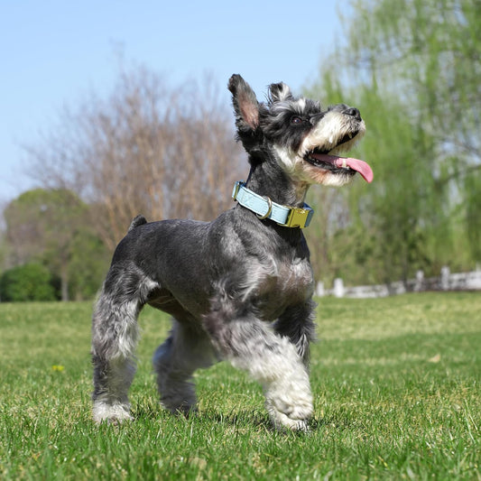 PET ARTIST Soft PU Leather Dog Collar for Small Dogs, Bright & Classic Nylon Padded Durable Dog Collar Leather with Quick Release Metal Buckle Adjustable for Male Dogs, Neck Fit 9-14"