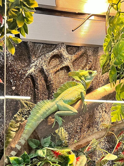 Heat Lamp Bulb, 160 Watt Full Spectrum UVA UVB Reptile Heat Bulb, Basking Spot Light, Simulate Natural Sun Light for Reptile and Amphibian