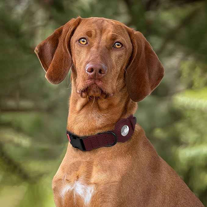 AirTag Dog Collar with Metal Buckle - Printed Nylon Soft Leather Dog Collar with Apple AirTag Holder - Secure Tracking GPS Pet Collars for Girl Boy Small Large Dogs (XL, 20"-25" Neck Fit, Crossandra)