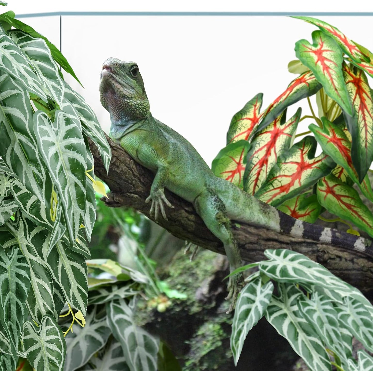 2 Pack Reptile Plants for Terrarium, Artificial Leaves Habitat Decorations with Suction Cups, Terrarium Hanging Plants Vines for Bearded Dragons Lizards Snake Geckos Frogs - red and White
