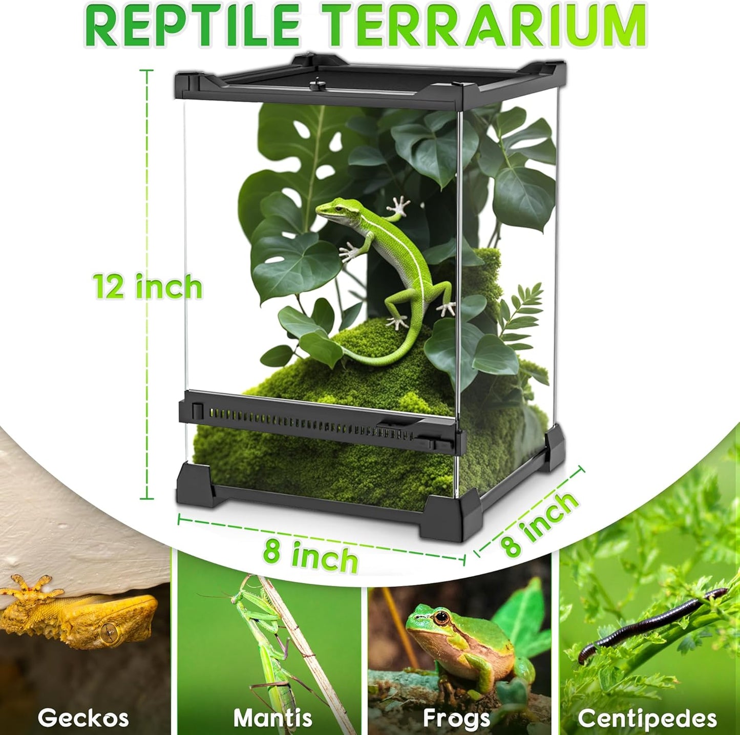 Mini Reptile Glass Terrarium 8"x8"x12" Durable Reptile Habitat Tank with Heat Resistant Aluminum Alloy Frame, Single Swinging Doors for no Jam by Sand and Other Debris - Pawvie
