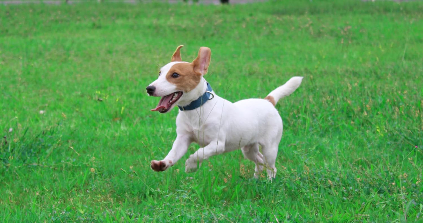 Mikivery Nylon Dog Collar with Quick Release Buckle Soft Adjustable Sturdy for Small Medium Large Dogs Haze Blue,M
