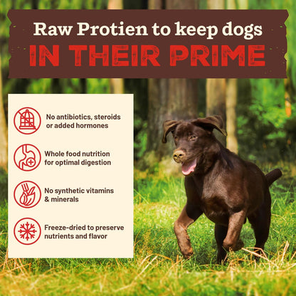 Primal Kibble in The Raw, Freeze Dried Dog Food, Chicken, Scoop & Serve, Made with Raw Protein, Whole Ingredient Nutrition, Crafted in The USA, Dry Dog Food 1.5 lb Bag