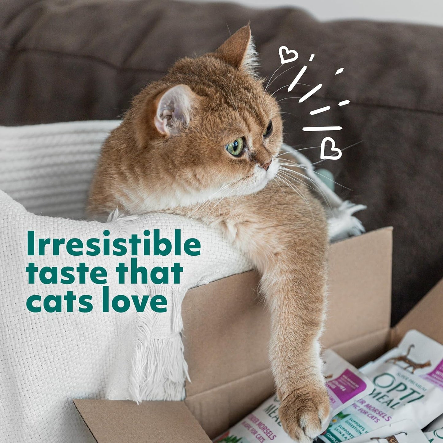 Optimeal Sensitive Stomach Dry Cat Food Recipe for Skin & Digestive Support, Premium Nutrition Made with Natural Ingredients for Adult Cats, Healthy Digestion (3.3 lbs, Salmon & Brown Rice)