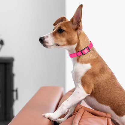 Dogline Biothane Waterproof Dog Collar Strong Coated Nylon Webbing with Black Hardware Odor- Proof for Easy Care Easy to Clean High Performance Fits Small Medium or Large Dogs, Passionfruit Pink