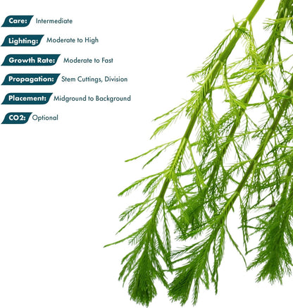 SubstrateSource Live Plants - Parrot’s Feather (Myriophyllum aquaticum) - Moderate to High Light, Bright to Blue-Green, Background Placement, Fine-Textured Aquatic Stem Plant - Lead Bunch, 1 Pack