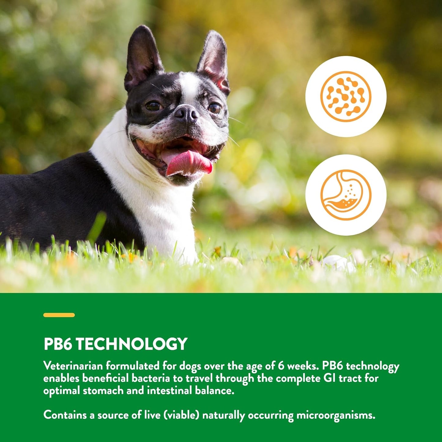 NaturVet Advanced Probiotics & Enzymes, PB6 Dog Soft Chews to Help Sensitive Stomachs and Digestive Issues, Hickory Smoked Bacon Flavored Pet Supplement for Dogs Over 6 Weeks, 120 Count Jar