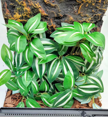 Reptile Plants for Terrarium Decor, Amphibian Habitat Decor, Snake Tank Accessories, Artificial Hanging Plants with Suction Cup-2 Packs (Zebrina Green)