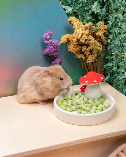 Niteangel Hamster Snack & Treats Toy - Small Animal Natural Treat for Dwarf Syrian Robo Hamsters Gerbils Mice Lemmings Degus or Other Small-Sized Pets