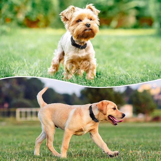 Reflective Dog Collar Padded with Soft Neoprene Breathable Quick Release Basic Dog Collars for Puppy Small Dogs Girl Boy Black