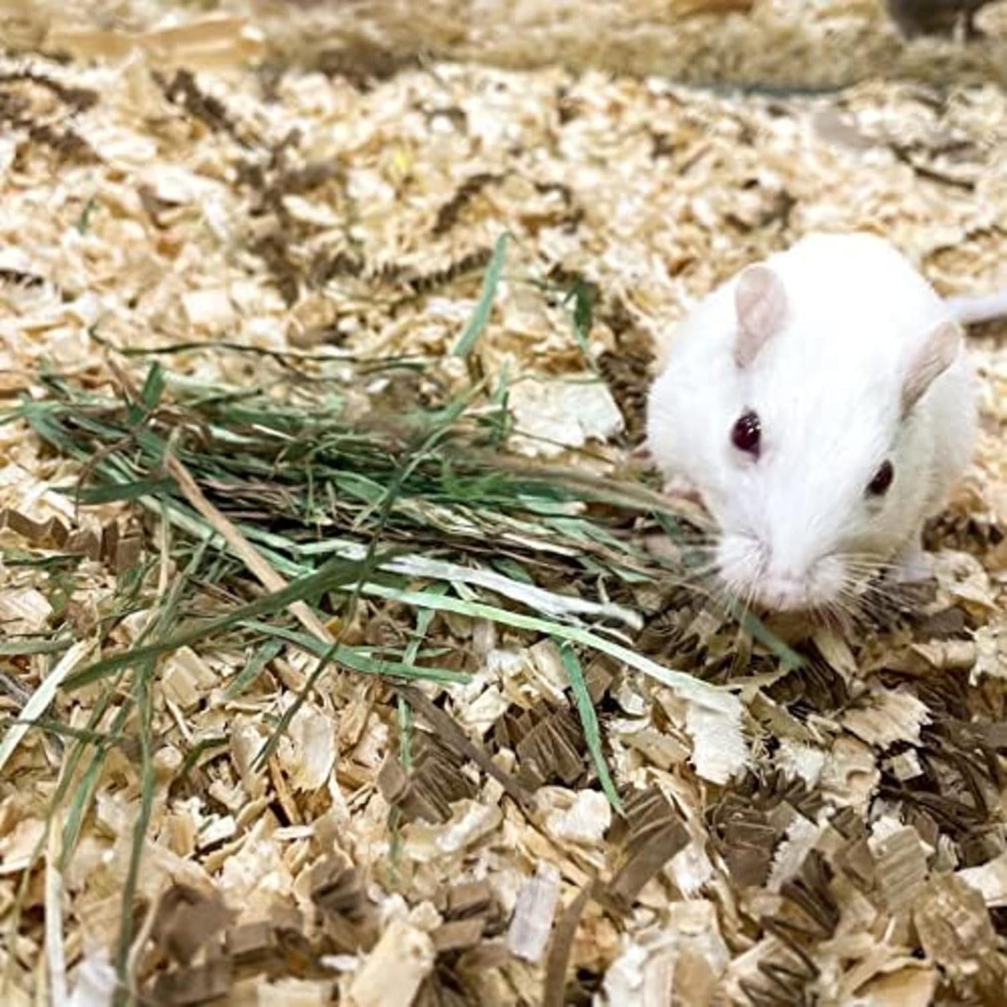 Blue Mountain Hay | Fresh Organic Oat Hay (24 Ounce) | Good for Sensitive Digestion | High-Altitude Hay Pet Food for Rabbits, Guinea Pigs, Chinchillas, Hamsters, and Other Small Pets