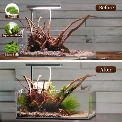 majoywoo Natural Large Driftwood for Aquarium Decor Reptile Decor, Assorted Spider Wood Branch 13-17" Long, Fish Tank Decoration