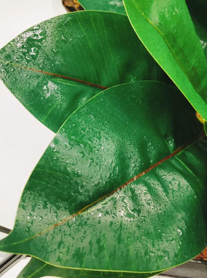 Reptile Plants Terrarium Reptile Tank Decorations for Bearded Dragon Lizard Snake Geckos Chameleon Amphibian Habitat Terrarium Decor (Green)