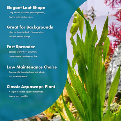 SubstrateSource Live Plant - Tall Grass, Vallisneria Americana - Easy Care, Moderate to High Light, Bright Green Accent, Freshwater Aquatic Plant for Aquascaping - Lead Bunch