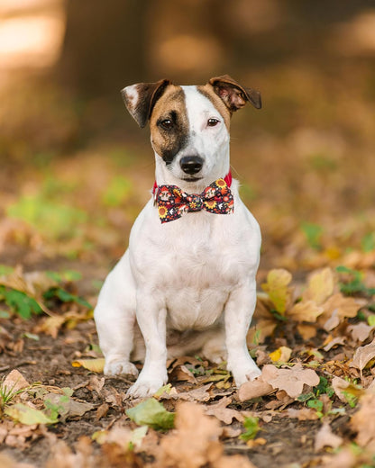PET SHOW 10 Pack Fall Small Dog Bow Ties Sliding Collar Attachments Puppy Cats Autumn Bowties for Medium Dogs Pumpkin Maple Leaf Bowknots Holiday Party Pet Grooming Accessories(Small)