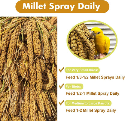 Jmxu's 1LB Spray Millet Treat for Birds Parakeets, Natural Sun-Dried Birds Millet for Cockatiel, Budgie, Finches, Parrots, Hamster