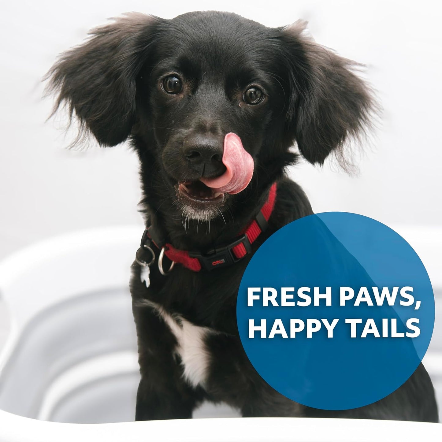 Smoochie 2 in 1 Dog Bathtub Washing Station, Elevated Pet Bath Tub, Collapsible and Portable Bathtub for Dogs, Cats Bathing, Shower and Grooming, Indoor and Outdoor