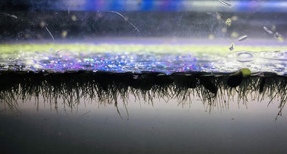 20+ Giant Duckweed (Spirodela polyrhiza) - Lush Live Floating Plant for Aquariums & Ponds - Eco-Friendly Water Purifier & Oxygenator - Easy-Care Aquatic Decor