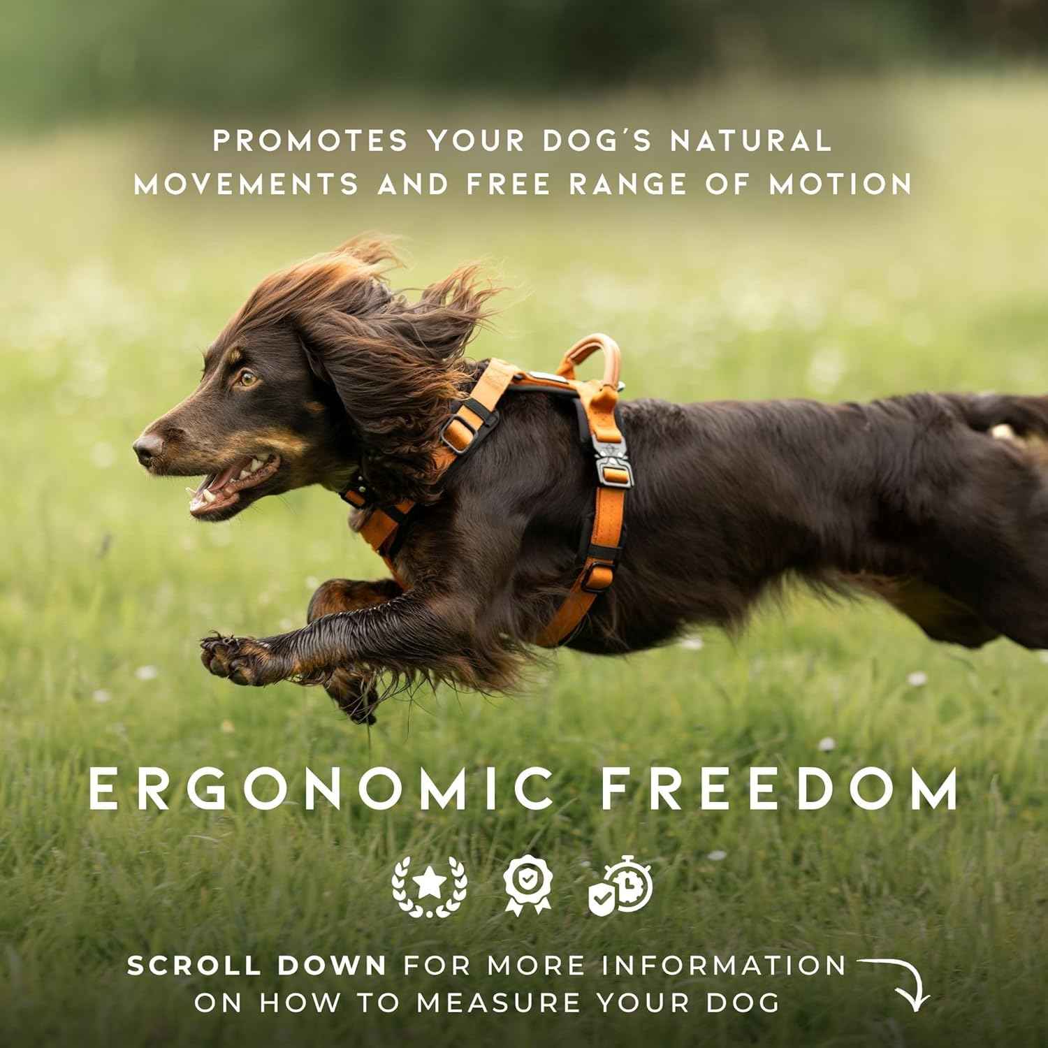 MADE TO ROAM Premium Explorer Harness - Y-Shaped Dog Harness with Adjustable Durable Nylon, Soft Padding, Metal Buckles and Leather Handle for Small, Medium, Large Dogs (Oregon Haze, Size 3)
