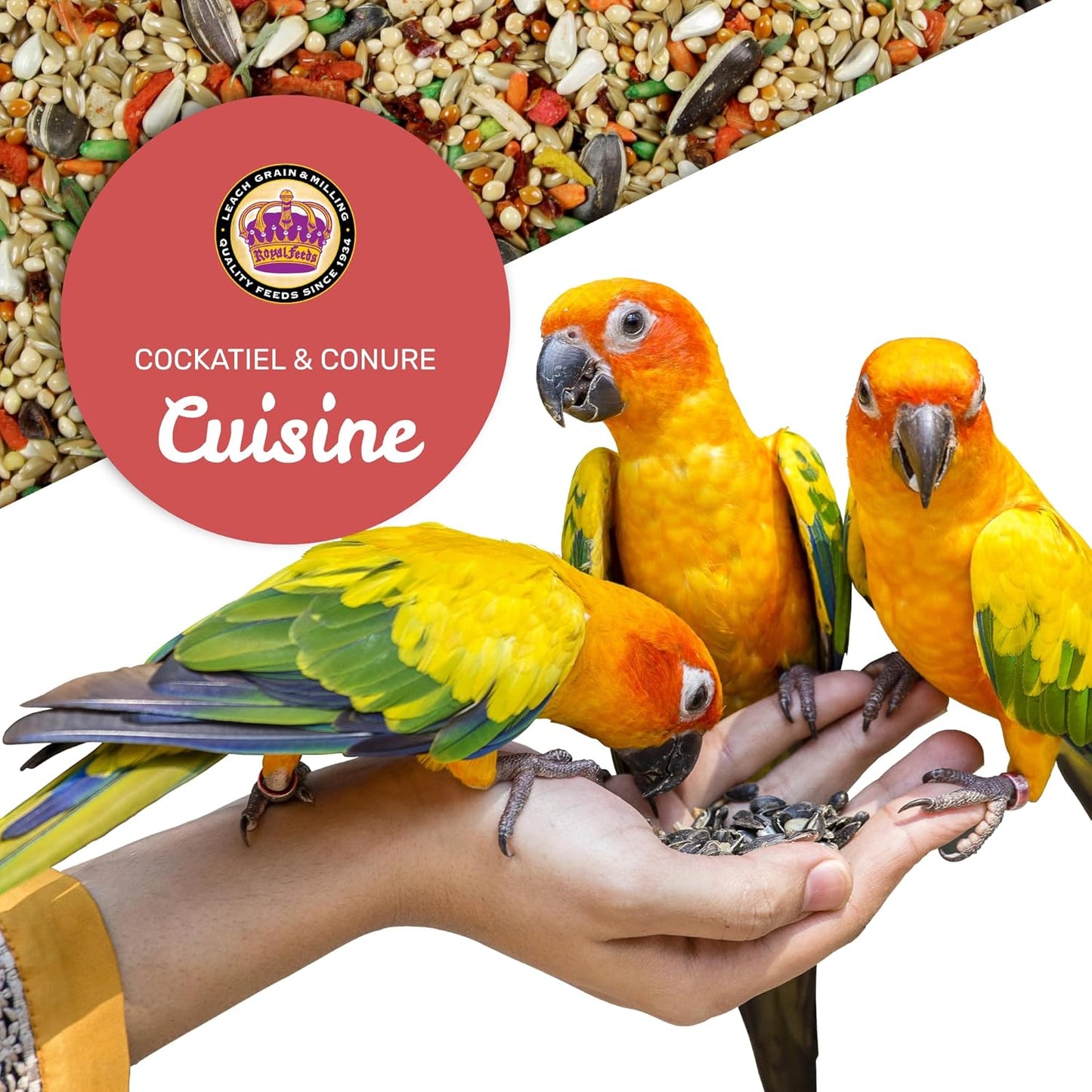 Cockatiel & Conure Cuisine 4 Lbs, Cockatiel & Conure Bird Seed, Nutrient-Rich Mixed Birdseeds, Bird Food for Cockatiels, Natural Mixed Seeds for Other Small Parrot, Daily Energy Growth & Balanced Diet