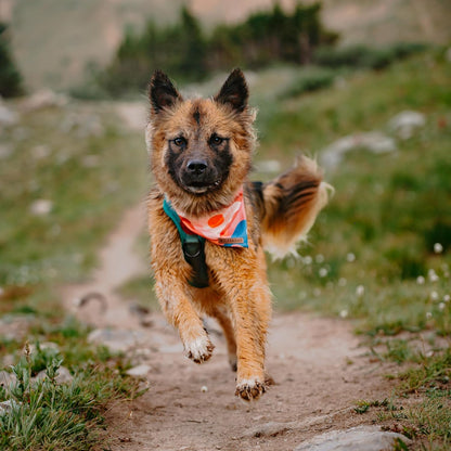 Wilderdog Dog Bandana with Lightweight Quick Drying Poly-Blend Mesh Material in Hazy
