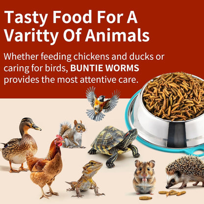 Dried Black Soldier Fly Larvae 10LB, 100% Natural Non-GMO, No Additives, Treat for Chickens, Reptiles and Birds, More Calcium Than Mealworms