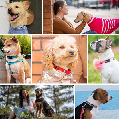 Blueberry Pet Essentials Medium Dog Collar in Fired Brick | Adjustable & Eco-Friendly Durable Nylon Strap | Classic Collar for Medium Dogs, Boy & Girl Pets