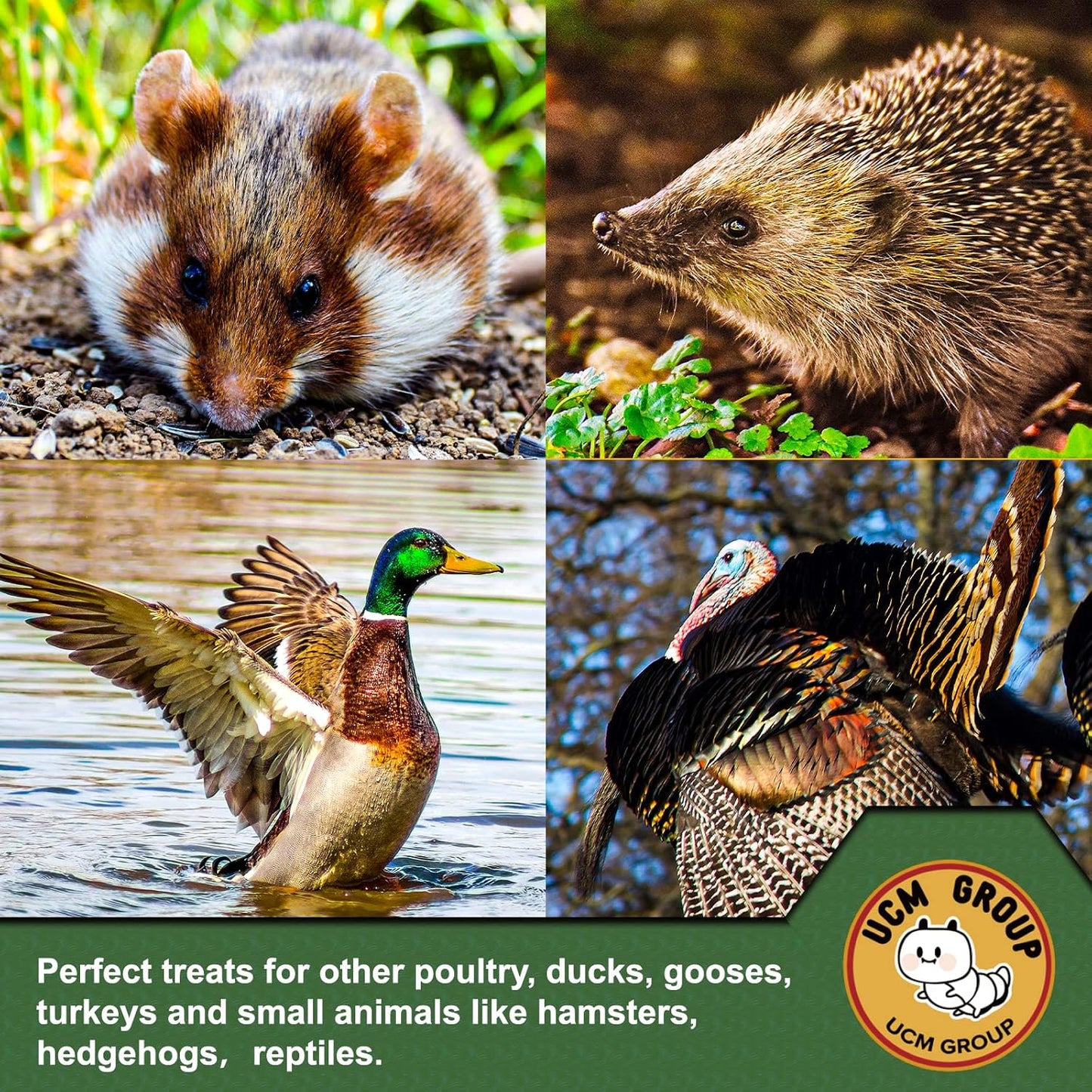 UCM Group 20LB Dried Mealworms for Wild Birds, Chickens, 100% Non-GMO,High Protein, 2 Packs