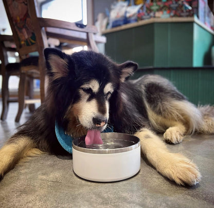 IKITCHEN Dog Bowl for Food and Water, 64 Oz Stainless Steel Pet Feeding Bowl, Durable Non-Skid Double Wall Insulated Heavy Duty with Rubber Bottom for Medium Large Dogs (64 Ounces/8 Cup, White)