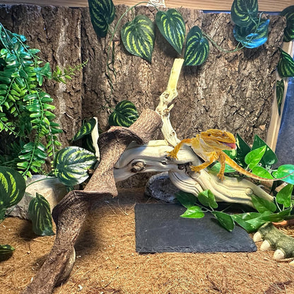 BNOSDM Reptile Branches, 15-17inch Snake Climbing Branch, Terrarium Wood Branch Decor, Bearded Dragon Tank Climbing Accessories for Lizard, Gecko, Chameleon, Frog, 2Pcs